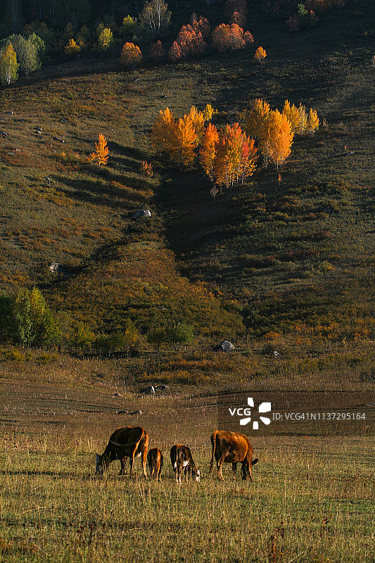 中国新疆喀纳斯牧场图片素材