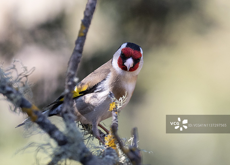 金翅雀站在树枝上特写图片素材
