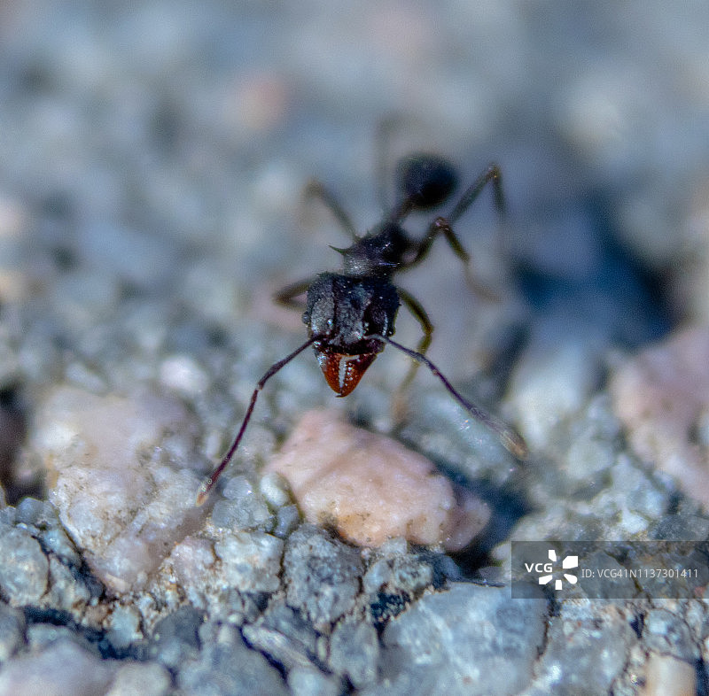 蚂蚁头部微距图片素材