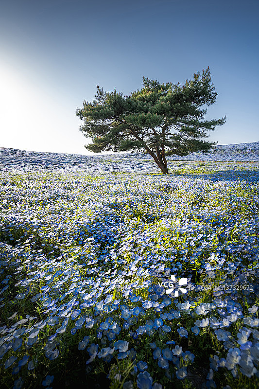 日本日落时分的喜林草花田图片素材