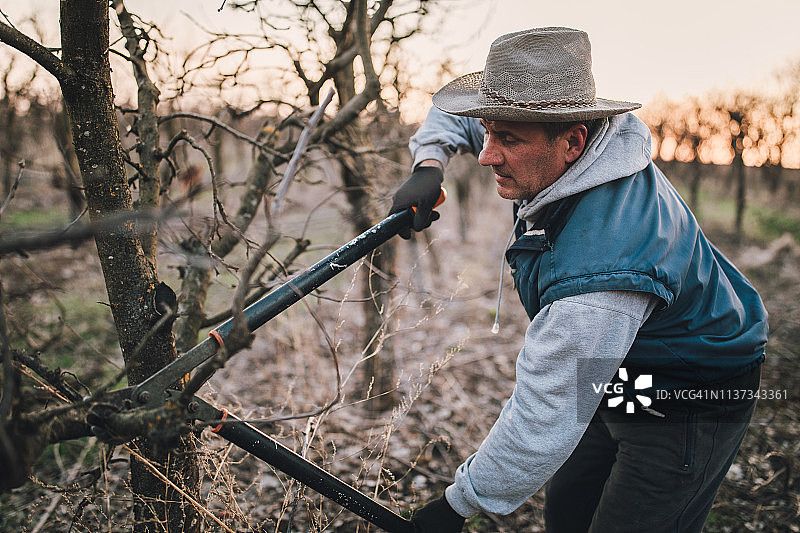 农民在果园里修剪果树图片素材