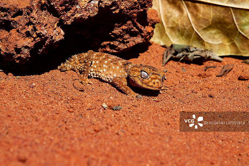 红沙中的瘤尾壁虎图片素材