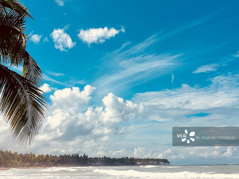 多米尼加共和国海滩上的棕榈树图片素材