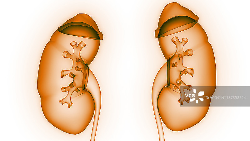 女性泌尿系统肾脏解剖结构图片素材