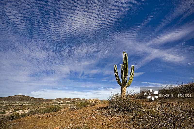 墨西哥加利福尼亚半岛沙漠中的仙人掌图片素材