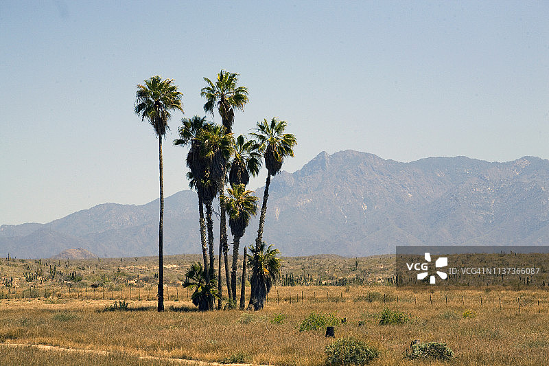 墨西哥沙漠中的棕榈树绿洲图片素材