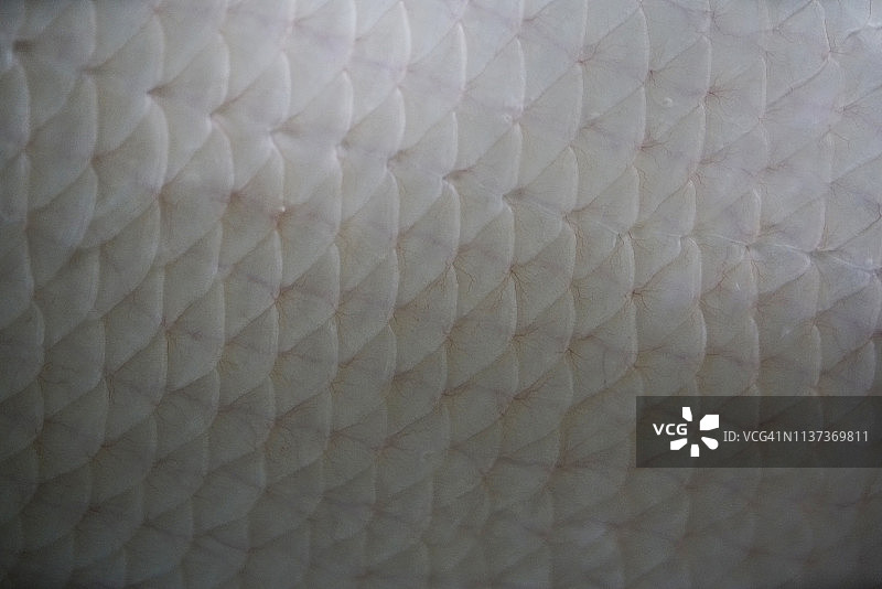 鱼鳞特写图片素材