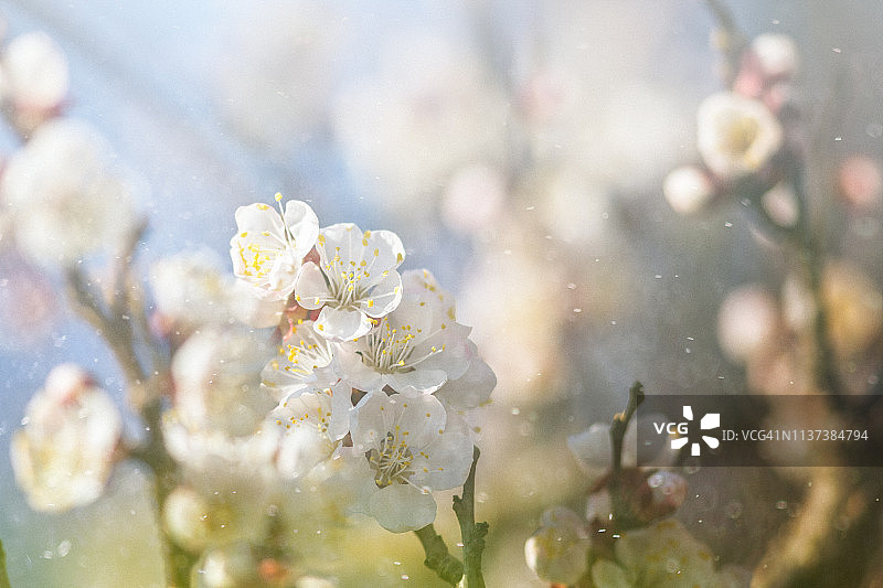 春天开花图片素材