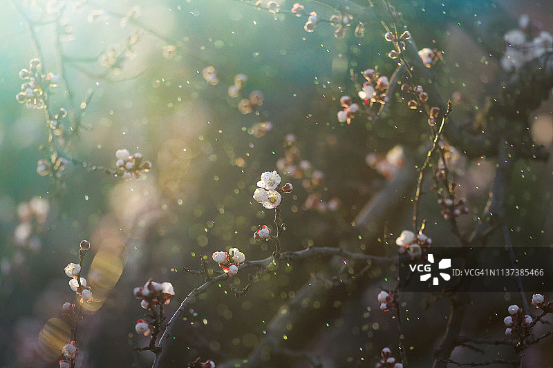 春天开花图片素材