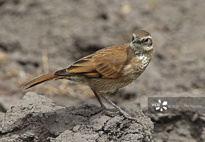 粗嘴地鸫图片素材