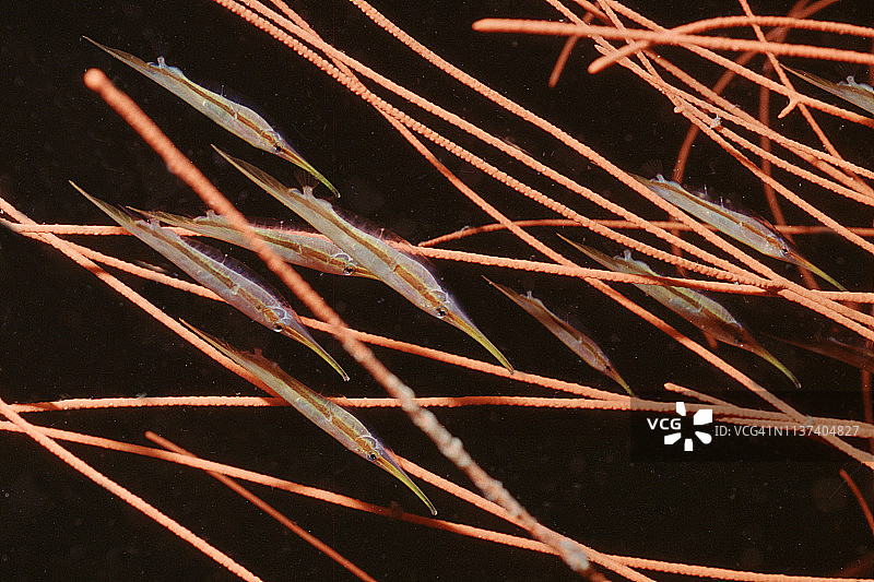 硬鳞鱼群图片素材