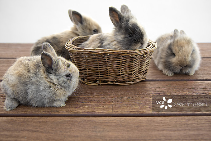 兔子家庭图片素材