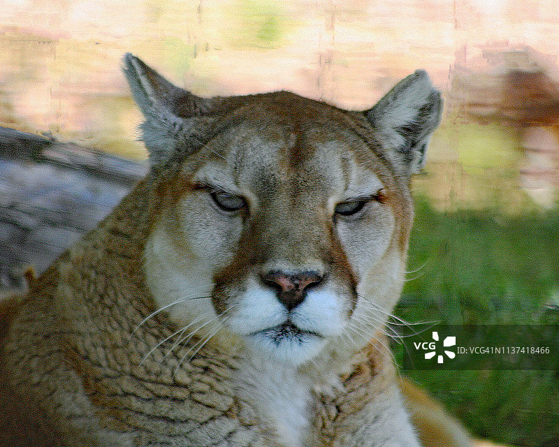 老虎和狮子图片素材