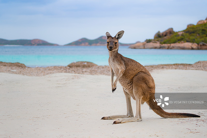 澳大利亚西澳大利亚州埃斯佩兰斯附近勒格朗国家公园幸运湾的袋鼠图片素材