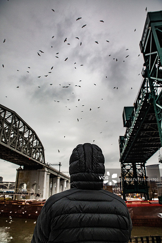 市中心鸟类图片素材