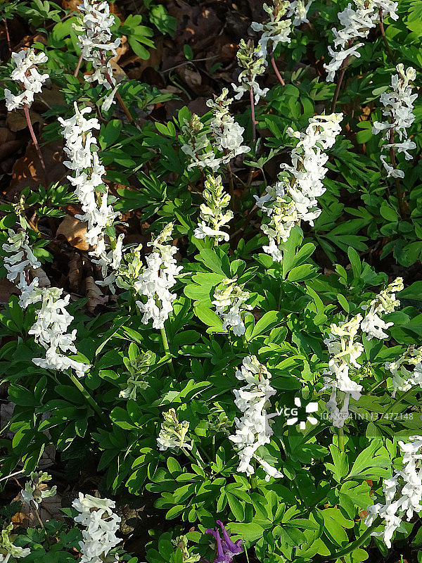 紫金龙图片素材