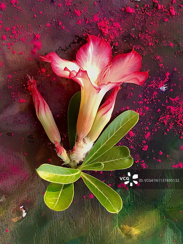 胡里节图片素材