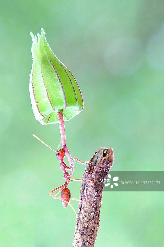 红蚂蚁的力量图片素材