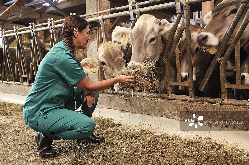 女兽医检查奶牛的反应图片素材