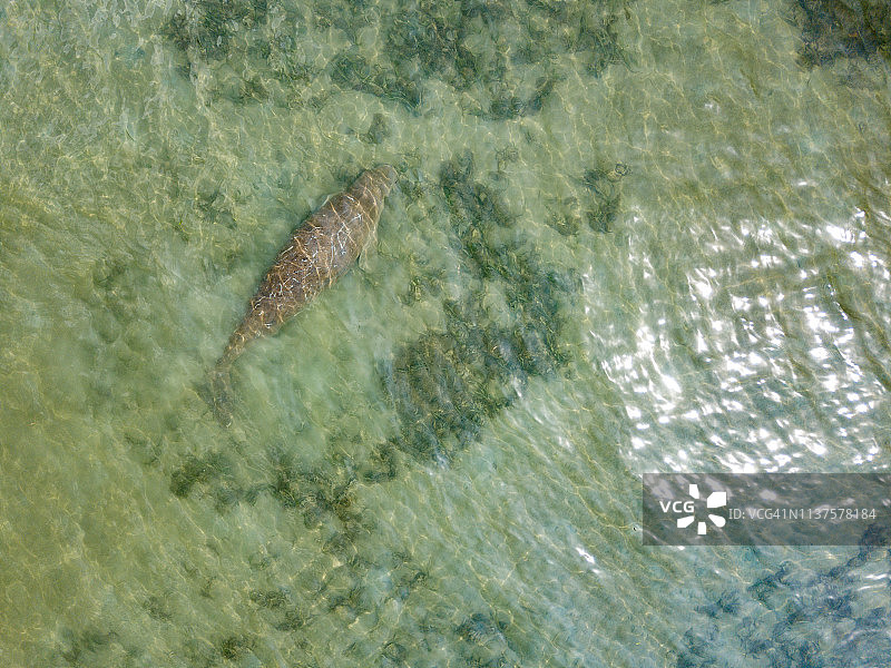 儒艮（海牛）在热带海水中游泳。航拍视角图片素材