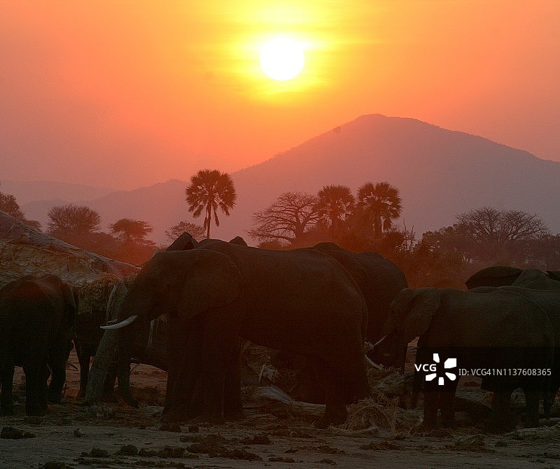 日落时分的大象图片素材