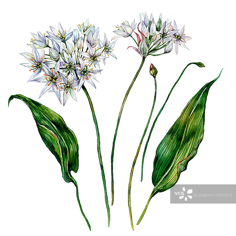水彩野蒜组合图片素材