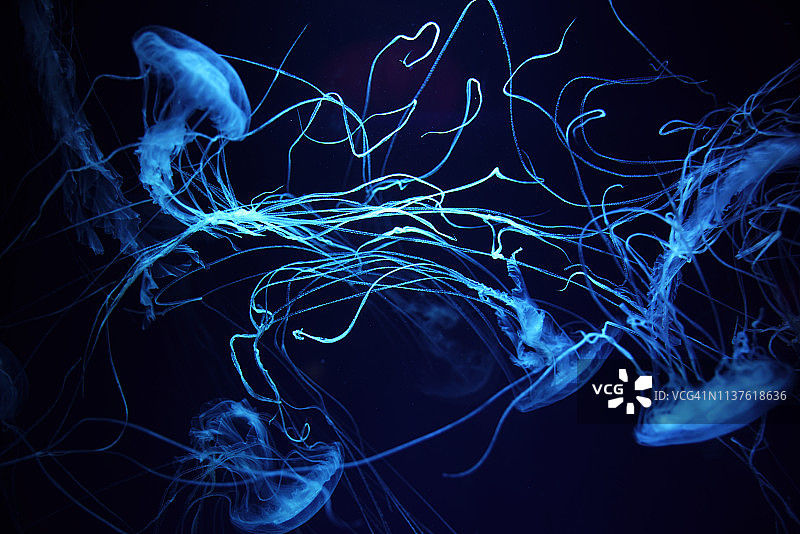 黑色背景前的蓝色闪亮水母图片素材