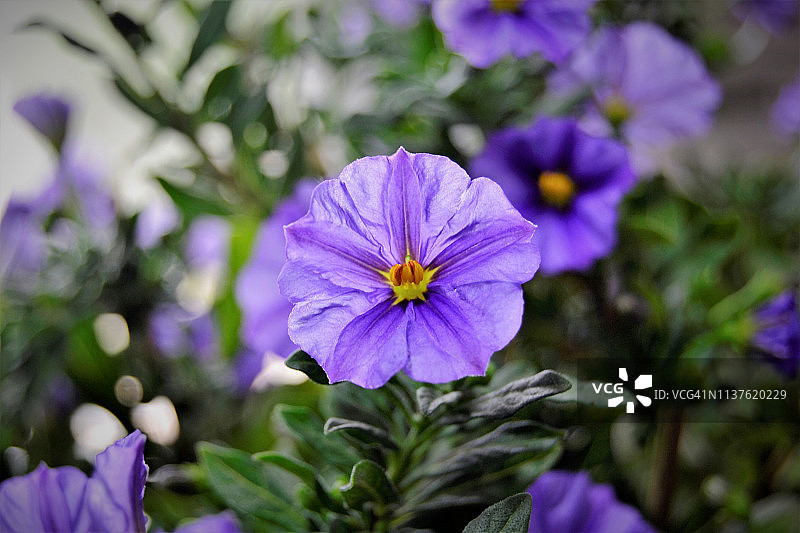 茄属植物花朵图片素材