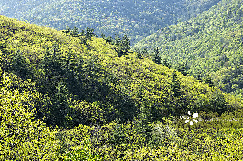 春日绿色：卡茨基尔图片素材