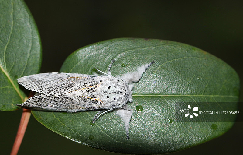 一只可爱的银口夜蛾栖息在树叶上图片素材
