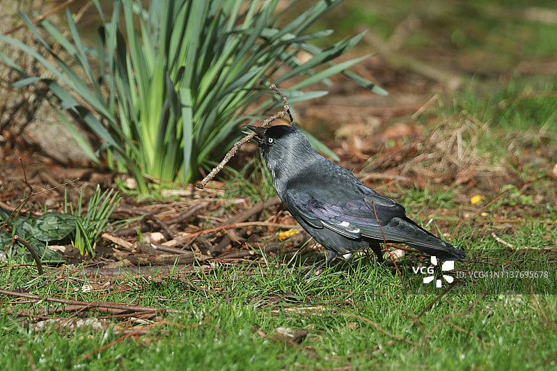 正在收集筑巢材料的小嘴乌鸦图片素材
