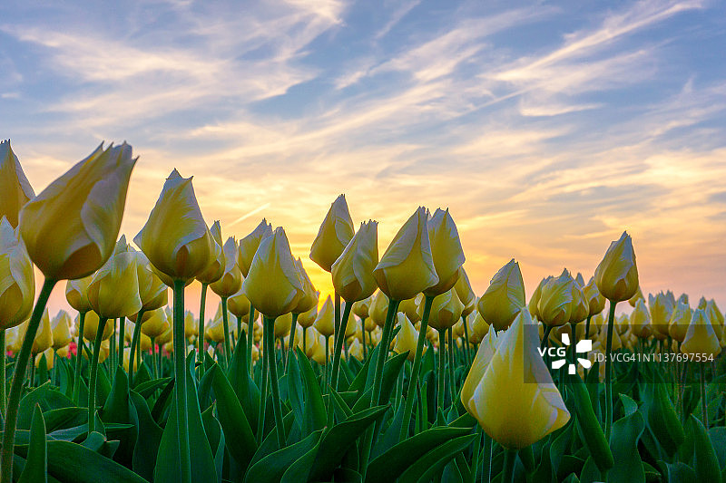 荷兰库肯霍夫花园中盛开的郁金香花坛图片素材