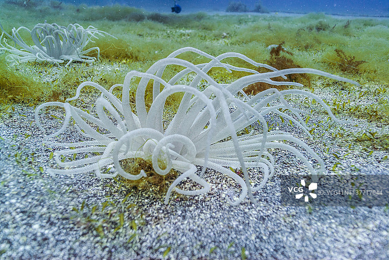 白色武装海葵图片素材