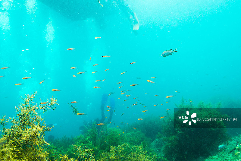 海藻与小鱼群图片素材