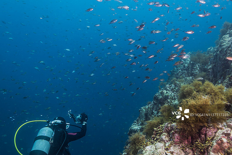 潜水员拍摄浅水区豆娘鱼群图片素材