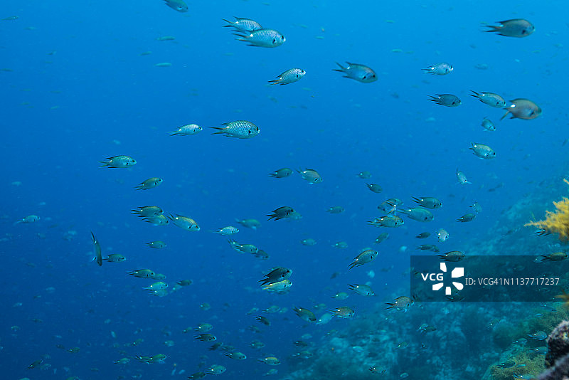 浅水中的雀鲷鱼群图片素材