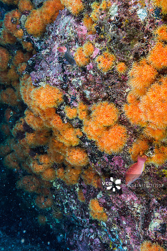 太阳珊瑚群（Tubastraea）图片素材