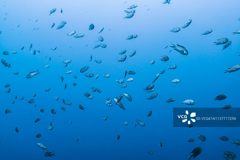 浅水中的雀鲷鱼群图片素材