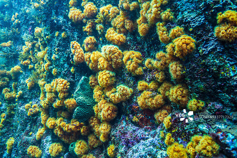 太阳珊瑚群（Tubastraea）图片素材