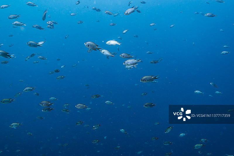 浅水中的雀鲷鱼群图片素材