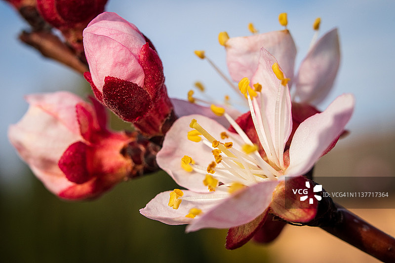 杏树花开图片素材