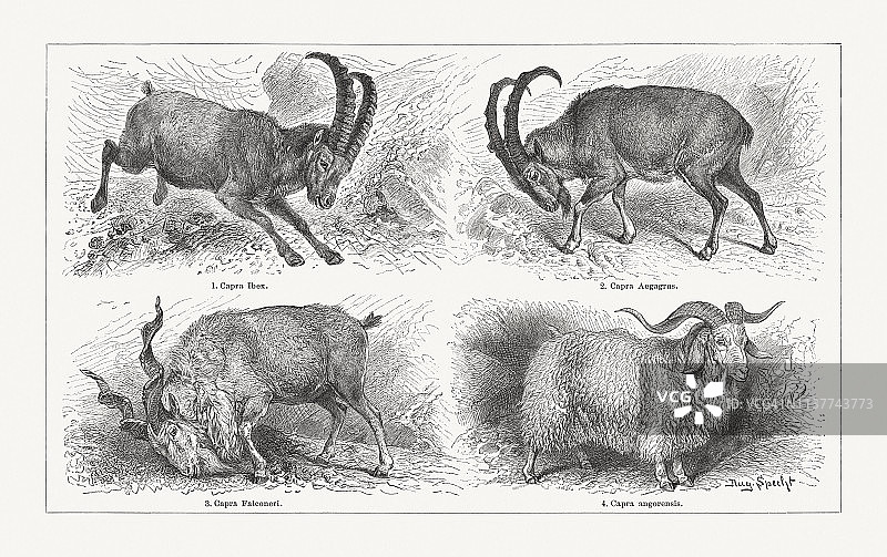 1897年出版的山羊木刻版画图片素材