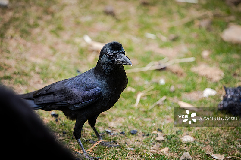 在不丹耶科觅食的鸟图片素材