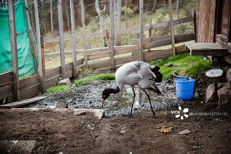 不丹耶科受伤的名为“业力”的鹤图片素材