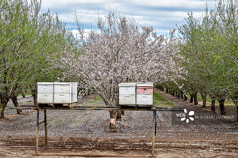 加州杏树行前辛勤工作的蜂箱，一些品种仍在开花，而另一些已经长出叶子图片素材