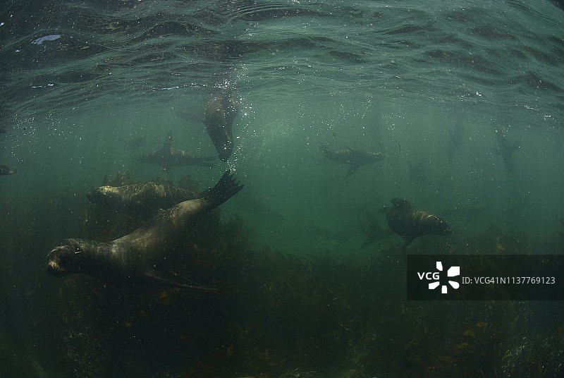 甘斯拜鲨鱼巷的海角毛皮海狮图片素材