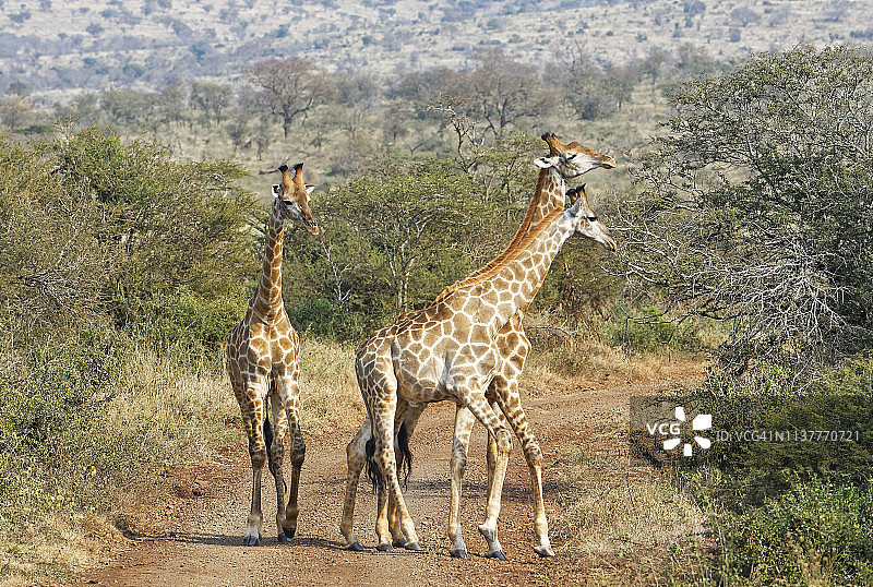 南非长颈鹿图片素材