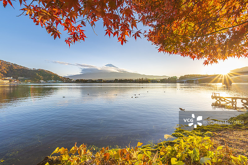 红色日本枫树和富士山图片素材