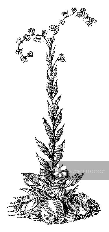 长生草图片素材