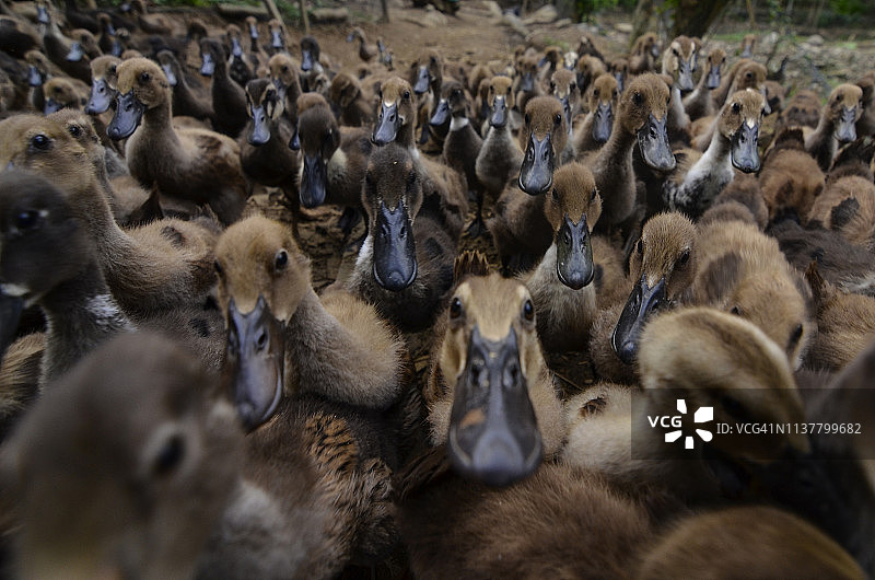 小鸭子图片素材